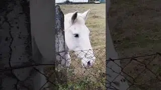 Dos caballos pastando curiosos en un d&iacute;a gris de invierno www.casadavieira.com