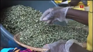 CULTURE MORINGA, MONT ROLLANDArbre à vie, « never die »