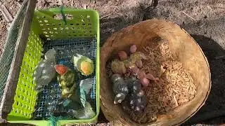 How to care for lovebird chicks