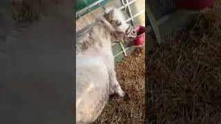 Das dreckspätzchen