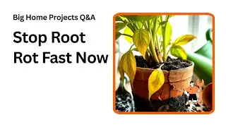 Stop Overwatering Now How to Prevent Root Rot Fast