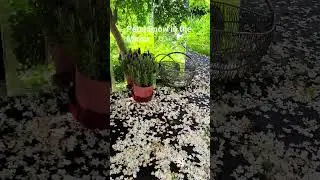 Flower Snow Reflected in a Mirror#naturalsounds#flowers#petals#flowersnow#reflection#calm#relax