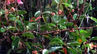 Fall Asleep Fast with Relaxing Rain Sounds | Deep Sleep Ambience for Peaceful Nights