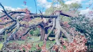 Struck by lightning and pulled apart, but still standing