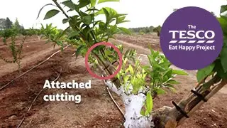 Juicy Clementines - how do clementines grow?