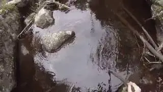 Bushwhacking from S. Lucky Pay Lake to N. Lucky Pay Lake in BWCA