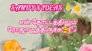 என் தோட்டத்திலும் ரோஜாக்கள் பூத்துவிட்டன🥰💞🙏👍