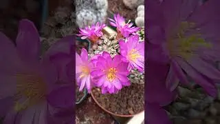 Floraci&oacute;n de Mammillaria bertholdii