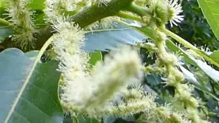 Castanea flowers  - Kastan&iacute;utr&eacute; - Kastan&iacute;ubl&oacute;m - Evr&oacute;pukastan&iacute;a  - Skrauttr&eacute; - Kastanje