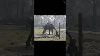 # BUXA TIGER RESERVE #love #elephant #naturelovers #nature #buxa #travel #wildlife #animals #safari