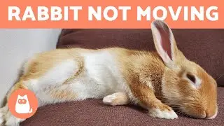 Мой КРОЛИК ДЫШИТ, НО НЕ ДВИЖЕТСЯ🐰 Что не так?