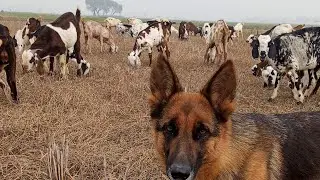 🐐 Grazing Goats in Dry Winter Field with My German Shepherd | Cold Weather Farming