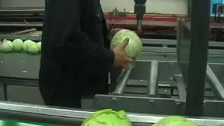 AllroundVP Cabbage Line