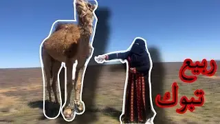 رحلتي في ربيع تبوك