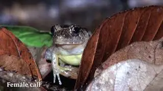 Calling behavior of males and females of the Bornean frog Limnonectes palavanensis