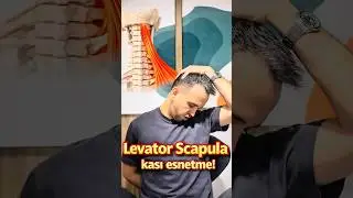 Boyun tutulmalarında en &ccedil;ok etkilenen levator skapula kasını esnetiyoruz