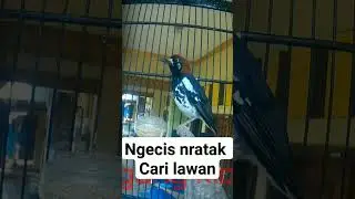 Anis kembang ngecis