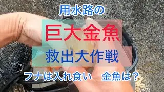 巨大金魚釣り。用水路の巨大金魚を狙います。フナは入れ食いでしたが、果たして金魚は釣れるか？#フナ釣り#小物釣り#多摩川 #金魚 
