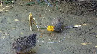Best Bird Trap - Simple Creative Quail Trap Made from Sticks and Rope