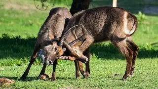 Waterbuck Antelope: One of The Largest Antelope Species in Africa