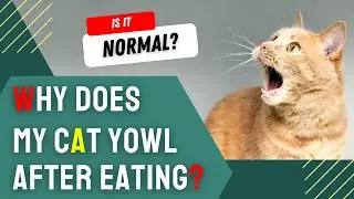 Why Does My Cat Yowl After Eating?