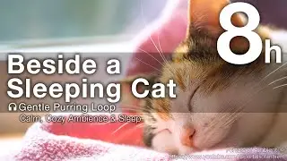 Beside a Sleeping Cat [8 Hours] 🎧 Gentle Purring Loop | Calm, Cozy Ambience & Sleep
