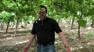 Advanced fertilization program for optimum yield of grapevines.