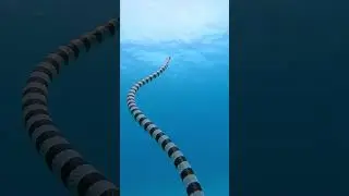 GoPro | Highly Venomous Sea Snake 🎬 Ke Han Koh #Shorts #Ocean