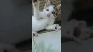 #cat #emergency #cute