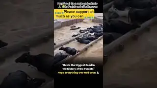 Punjab flood 😔#punjab #flood # #disaster #save#prayforpunjab #animals #death #shorts #youtubeshorts