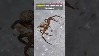 The 8 Spiders Myth Is A Lie  🕷️