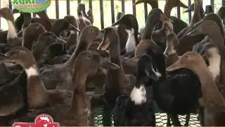 AGRITV SARIMANOK ITIKAN in Bulacan S8 EP96 jan24,2016