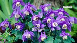 Roberta's 4-Piece Song Bird Charming Columbine Collection on QVC