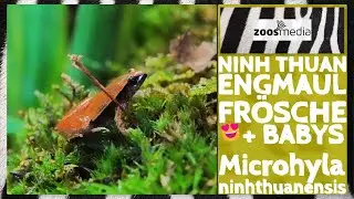 Cologne Zoo: Ninh Thuan narrow-mouth frog with offspring | zoos.media