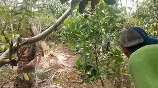 Vườn dừa trĩu quả,cột quầy dừa treo l&ecirc;n để chống g&atilde;y đổ part 23