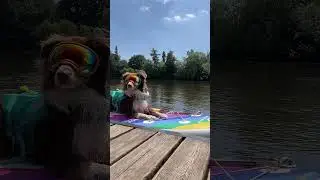 SUP mit Hund #hundeblog #hundekind #sup