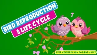 Life Cycle of Birds for Kids - How do Birds Reproduce? - Bird Reproduction and Life Cycle #video