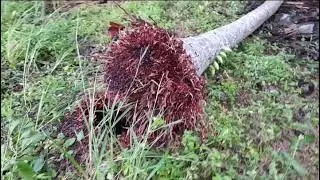 A DAY AFTER THE STORM
