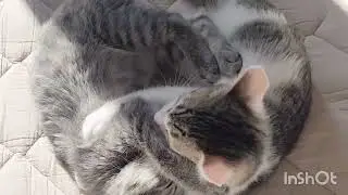 【平和な昼下がり】日向ぼっこが、いつの間にかプロレスごっこになる兄妹猫。