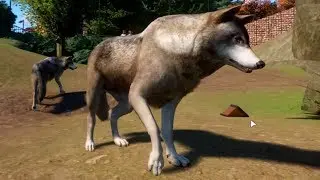 Planet Zoo - Timber Wolf Gameplay (PC HD) [1080p60FPS]