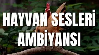 HAYVAN SESLERİ VE DOĞA AMBİYANS ORTAMI