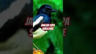 Kacer Auto Ngegas! Pancingan Bunyi Paling Dicari #kacer #kicaumania