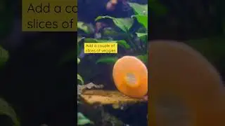 Easiest way to get rid of pest snails 🐌🚫 #aquascape #plantedaquarium #plantedtank #ramshorn #snail
