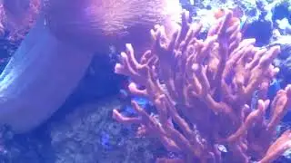 SeaBase Aquarium Random Video - World of Nature (Living with the Seas) 2011-12-28 Part 5