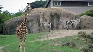 Stanford students design and build enrichments for San Francisco Zoo animals