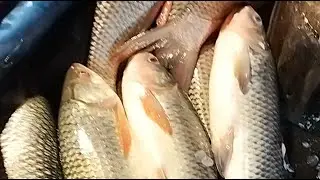 🔴Live Big Fish Cutting Live | Fresh Catch Cleaning ASMR