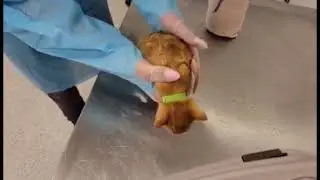 Ringworm Treatment BARCS Fosters