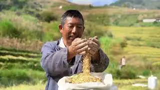 Golden Staircase to the Sky: Harvest Time in Abei Village&rsquo;s Terraced Fields 🎑 #photography