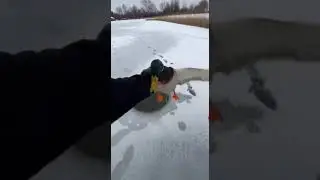 🦆 Утку, застрявшую во льду, быстро спасли ❄️🙏 #уважение