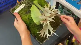 神獸Jewel珠寶/尋找失落的芽點/鹿角蕨